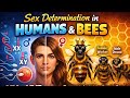 Sex determination in Humans and Bees