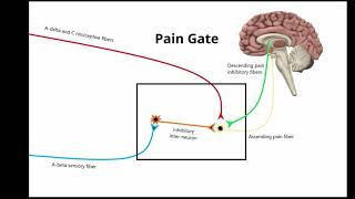 TENS: Electrical stimulation for Pain Management