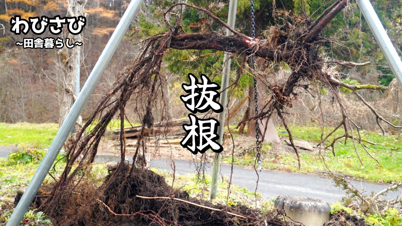 ♯52｜庭木の抜根作業 - YouTube