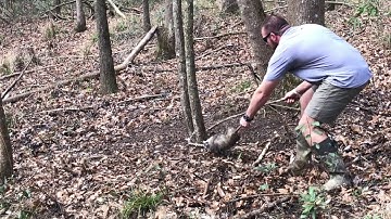 How to release a possum from a DP coon trap - catch and release