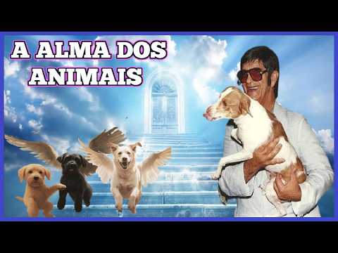 Vídeo: Como a mídia social recebe animais adotados - e o que você pode fazer para ajudar