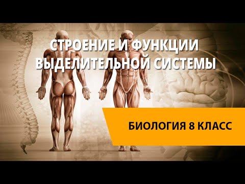 Строение и функции выделительной системы