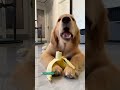 Dog eating banana #dog #eating