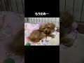 まだ寝たくないのに…限界きちゃった子犬🐶
