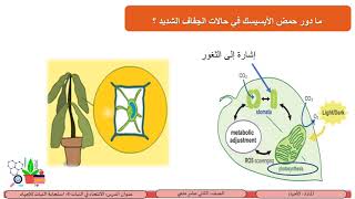 الثاني عشر  علمي  الأحياء  الانتحاء في النبات4   استجابات النبات للإجهاد