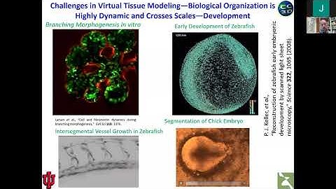 CC3D Workshop 1.2 - Adressiong biomedical problems using CC3D