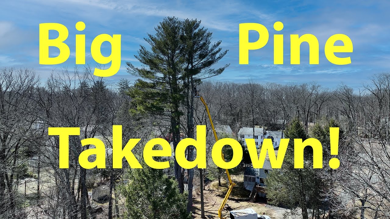 Big Pine Tree Removal - YouTube