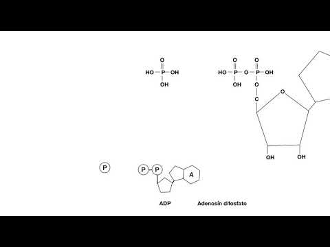 Video: Miten ADP:stä tulee ATP, mistä tämä energia tulee?
