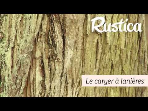 Vidéo: À quoi servent les arbres Shagbark - Conseils sur la plantation d'arbres Shagbark Hickory