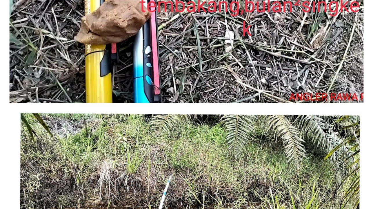 teryata umpan jitu ikan biawan ini dia sungguh sangat jitu buat biawan