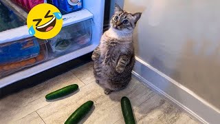 New Funniest Dogs and Cats Videos😀 - Funny Animal Videos 2023😂#2