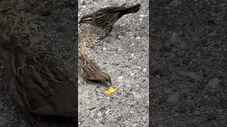 Telling All The Blue Birds shorts nyc birds bluebird