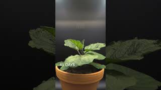 87 Days in 37 Seconds - Baby Eggplant Time-lapse