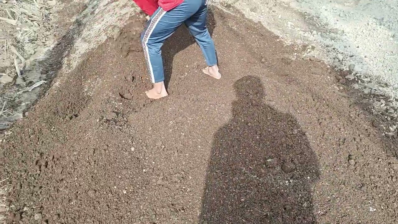 الذهب الاسود ​