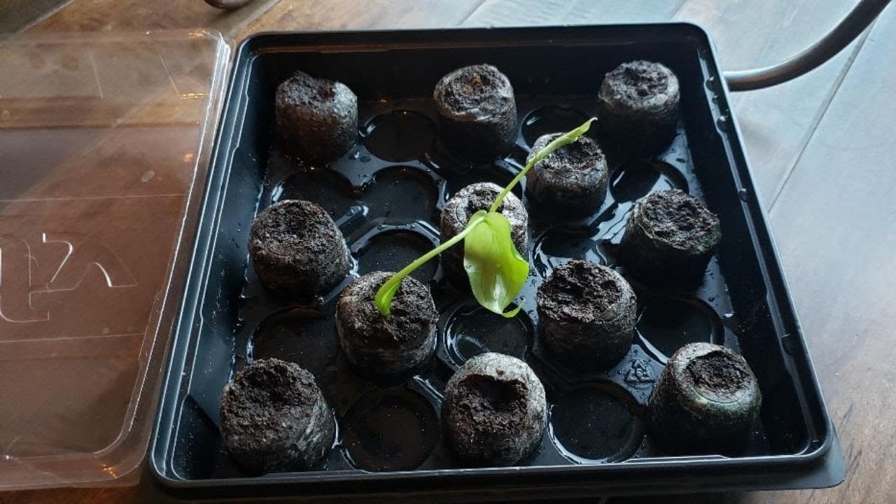 Sprouting Monstera Deliciosa Seeds in Jiffy Pods YouTube