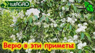 Приметы, Которым Можно Верить. Эти Приметы Помогают Мне Правильно Планировать Работы В Огороде.