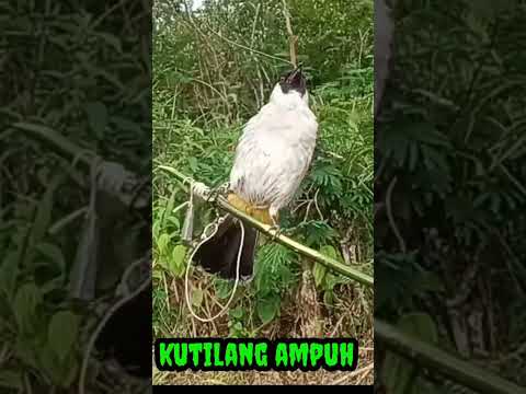 Kutilang Ribut Memanggil Lawan #kutilangribut