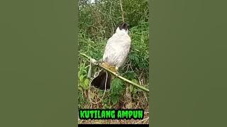suara kutilang ampuh memanggil lawan auto mendekat.