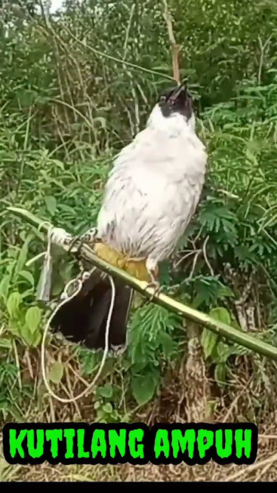 suara kutilang ampuh memanggil lawan auto mendekat.