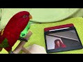Red birb watching youtube
