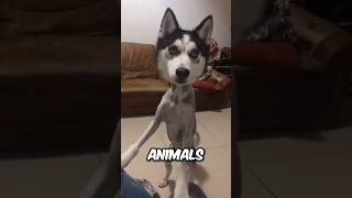 What Do Animals Look Like Without Hair 