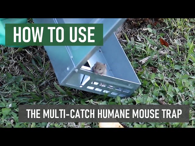 How to Use the Catchmaster 612 Multi-Catch Mouse Trap 