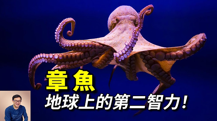 全身11个大脑，会直立行走，会使用工具！帝王蟹的一生之敌——章鱼【老肉杂谈】 - 天天要闻