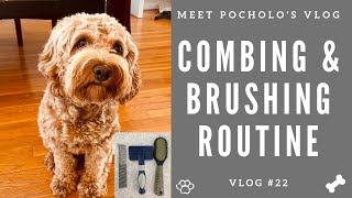 COMBING AND BRUSHING ROUTINE  COCKAPOO VLOG 22