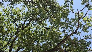 The Sound Frequency of a Cicada 10 kHz - entering the fifth dimension