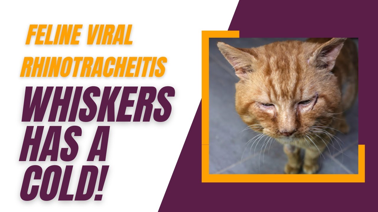 Can Cats Get a Cold? (FVR) YouTube