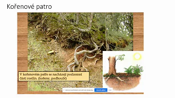 Co je lesní ekosystém?