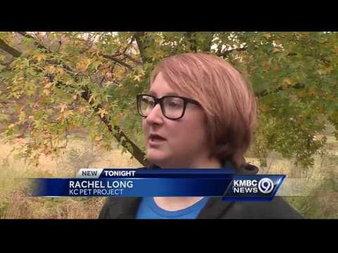Man finds huge Burmese python in KC neighborhood