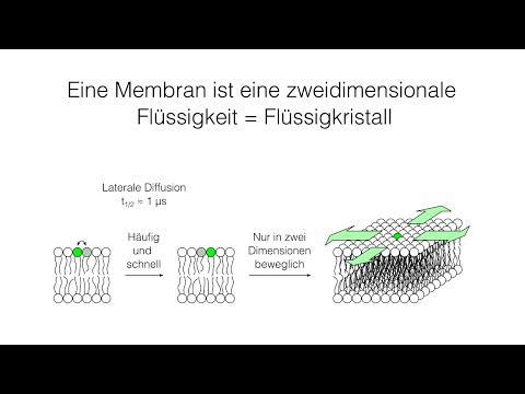 Membranen (2/2) - Fluidität, Fettsäuren und Sterole