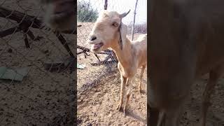 ► Bakri Ki Awaaz || Best Goat Sounds ||Bakri Ka Awaaz In Farm Goat Sounds |#goat #bakrikiawaaz ► Bakri Ki Awaaz || Best Goat Sounds ||Bakri Ka Awaaz In Farm Goat Sounds |#goat #bakrikiawaaz