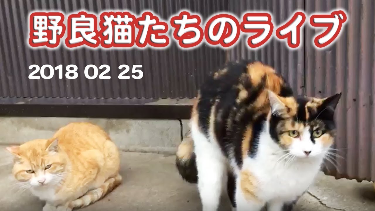 猫カフェ 横浜 ＜野良猫通信＞「野良猫たちのライブ」餌をたくさん食べる三毛猫ちゃん…今日は10匹確認！　- Feral Cats Live 《2匹の猫通信/Cats Life TV》2018 02 25