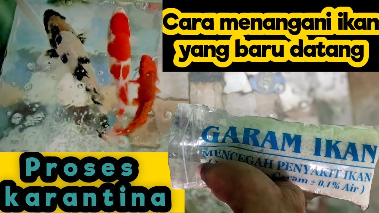 Cara Karantina Ikan Koi Baru Datang untuk Kesehatan Optimal Cara Karantina Ikan Koi Baru Datang untuk Kesehatan Optimal