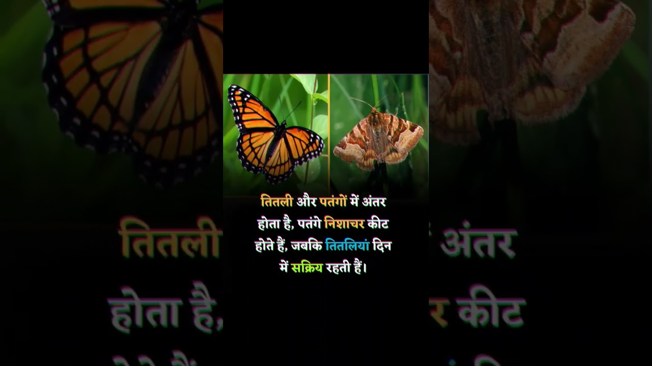 butterflies// insect// amazing facts about butterfly 