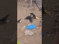 #crow_fighting_video #chirkunda @MrBeast