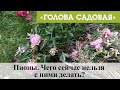 Голова садовая - Пионы. Чего сейчас нельзя с ними делать?