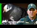 An Injured Pigeon Is Taken To Rehab | North Woods Law