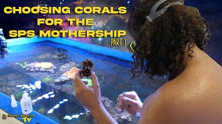 Choosing corals for the SPS Mothership  Part 1