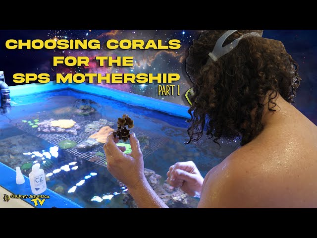 Choosing corals for the SPS Mothership - Part 1 class=