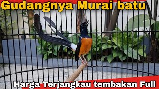 Stok Murai saling nembak cililin ❗ Siapa cepat saja murah ✅