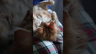 Recovery Paws Unlocking the Healing Power of Animal Therapy in Substance Abuse Rehabilitation |Short