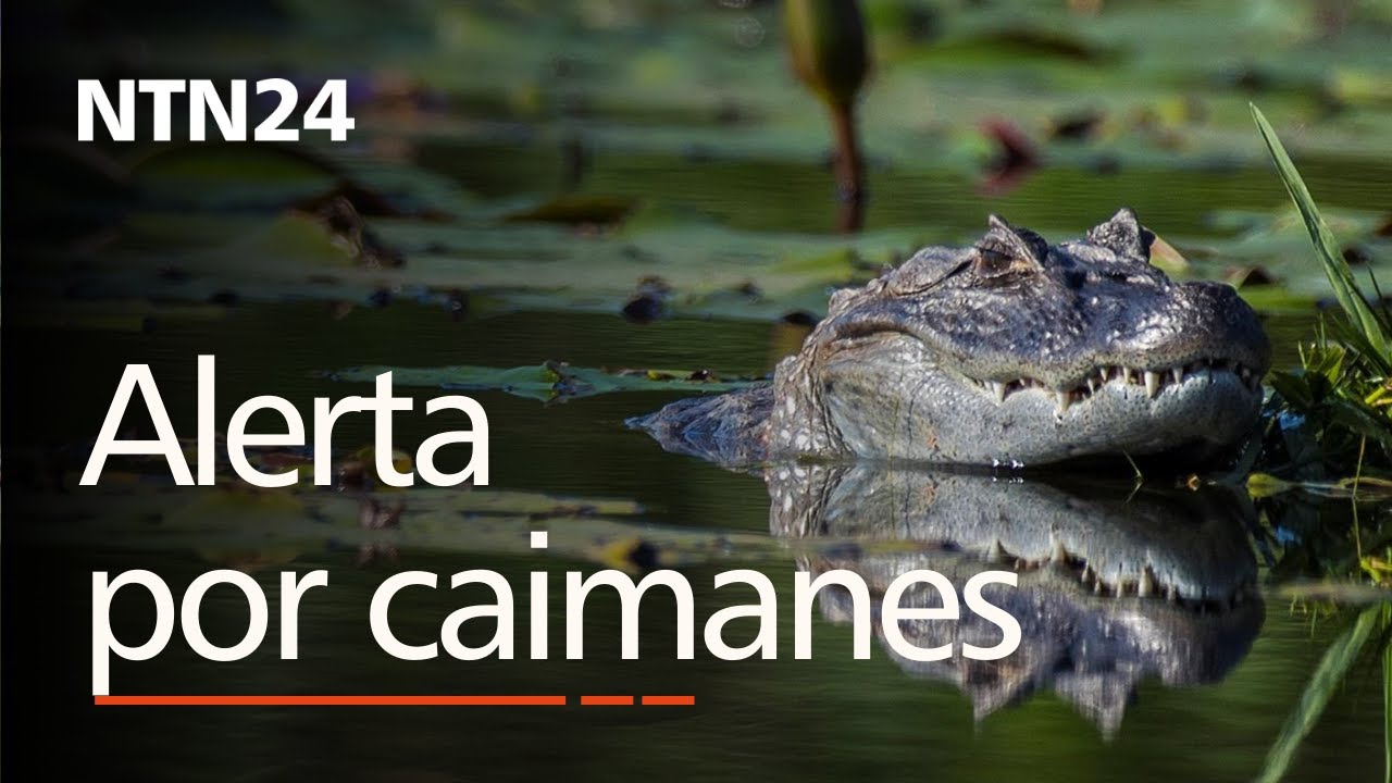 Caimanes En Rio Alerta en Río de Janeiro por presencia de caimanes en un canal de aguas ...