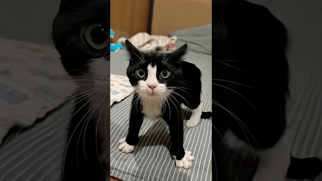 New Cool Tool!🥰 New Viral Gadgets, Smart Kichen Appliances, Tolls, Utensils, HomeCleaning 