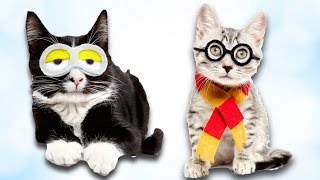 Kedi Sevenlerin Bayılacağı 15 İlginç Fotoğraflı Bilgi