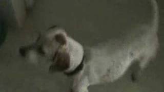 Happy Dance Meme (post your own!)