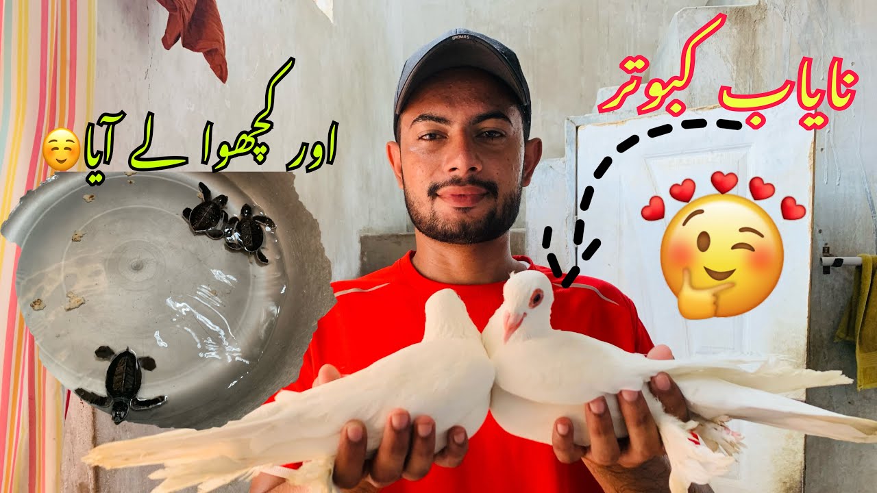 Turtle or pigeon ly aye 💕🥰 Bakry ky bachy srf 13k🥵faizanpetsvlog 