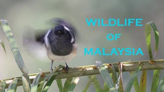 WILDLIFE of MALAYSIA 3